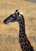 Portrait d'une girafe au soleil couchant